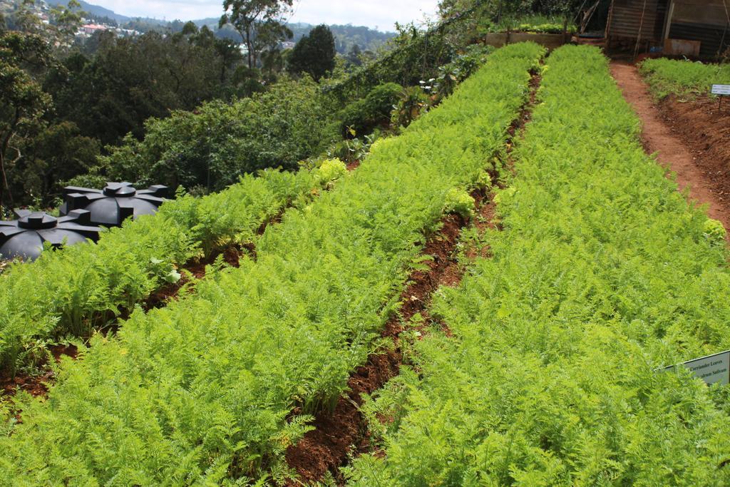 Serene Villa Nuwara Eliya Dış mekan fotoğraf