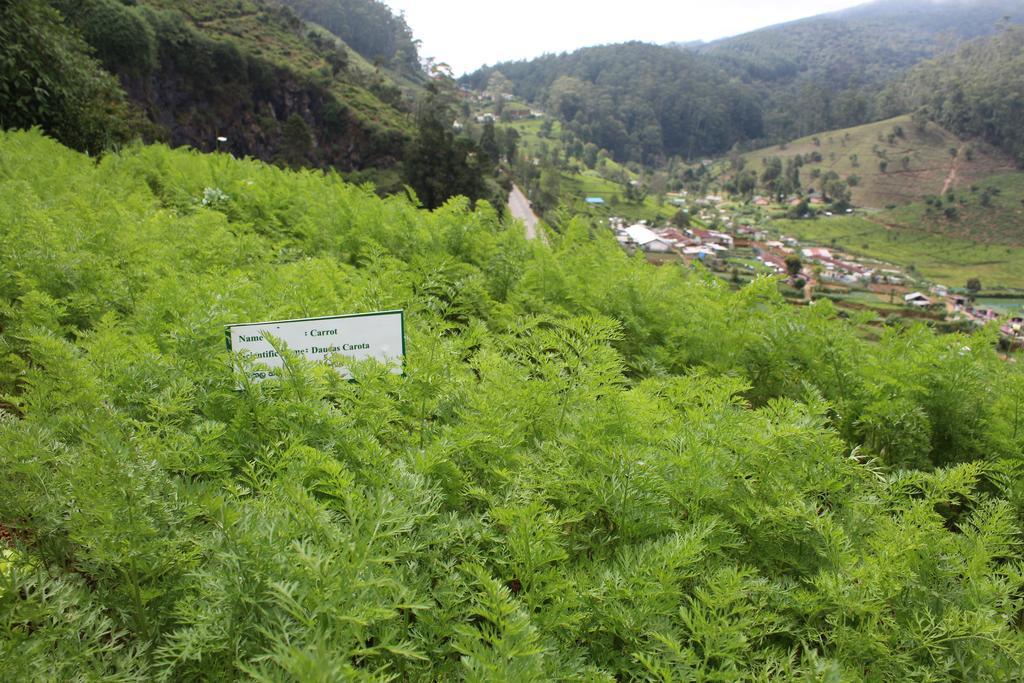 Serene Villa Nuwara Eliya Dış mekan fotoğraf