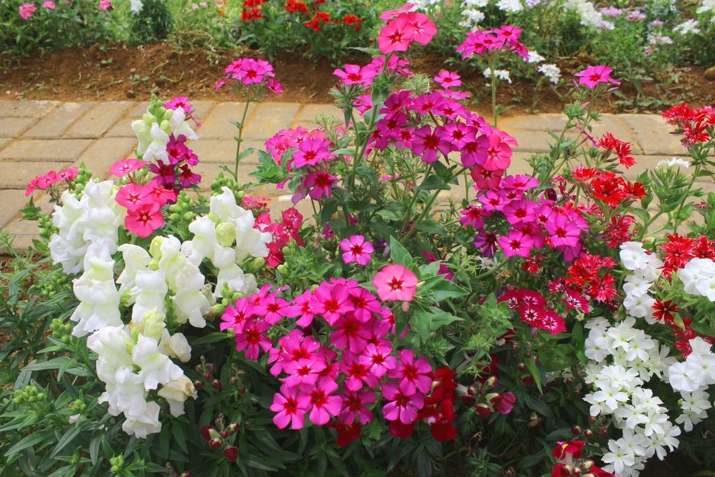 Serene Villa Nuwara Eliya Dış mekan fotoğraf