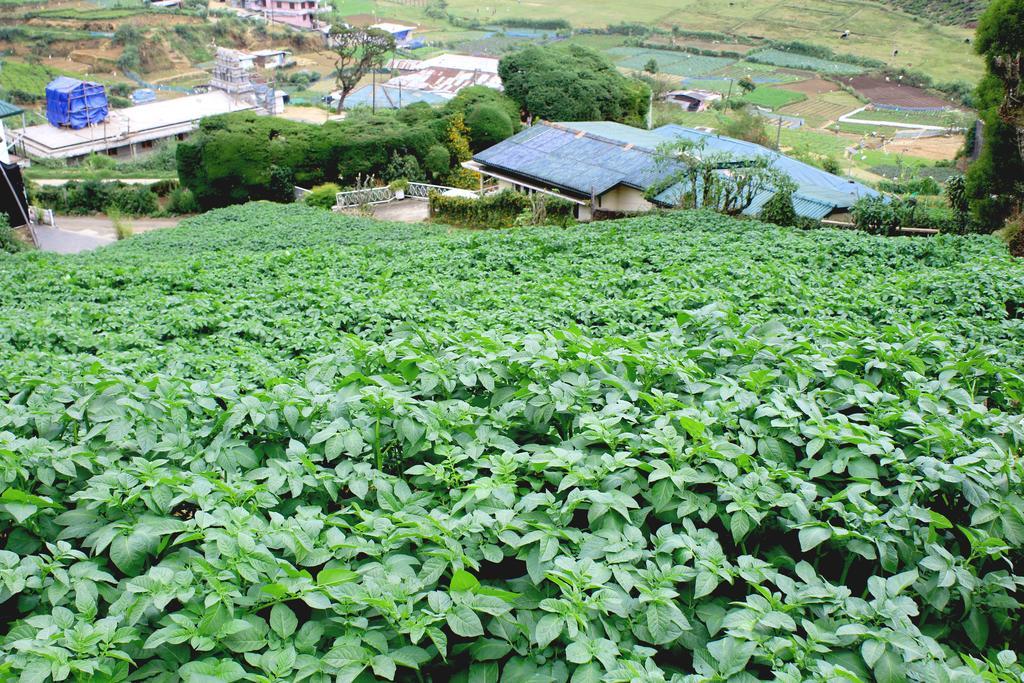 Serene Villa Nuwara Eliya Dış mekan fotoğraf