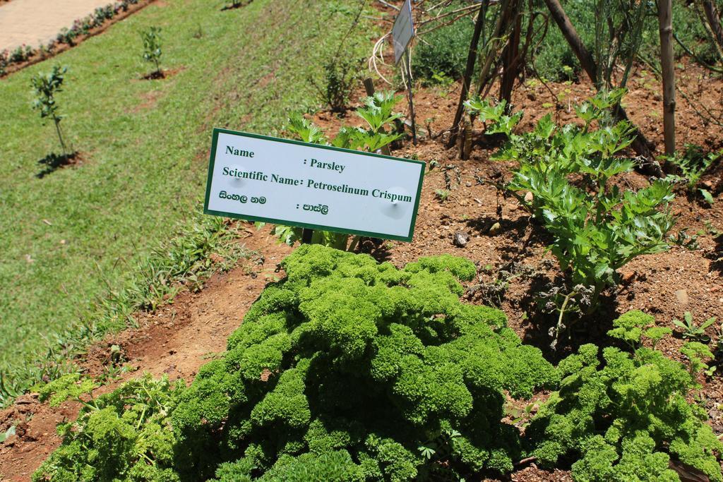 Serene Villa Nuwara Eliya Dış mekan fotoğraf